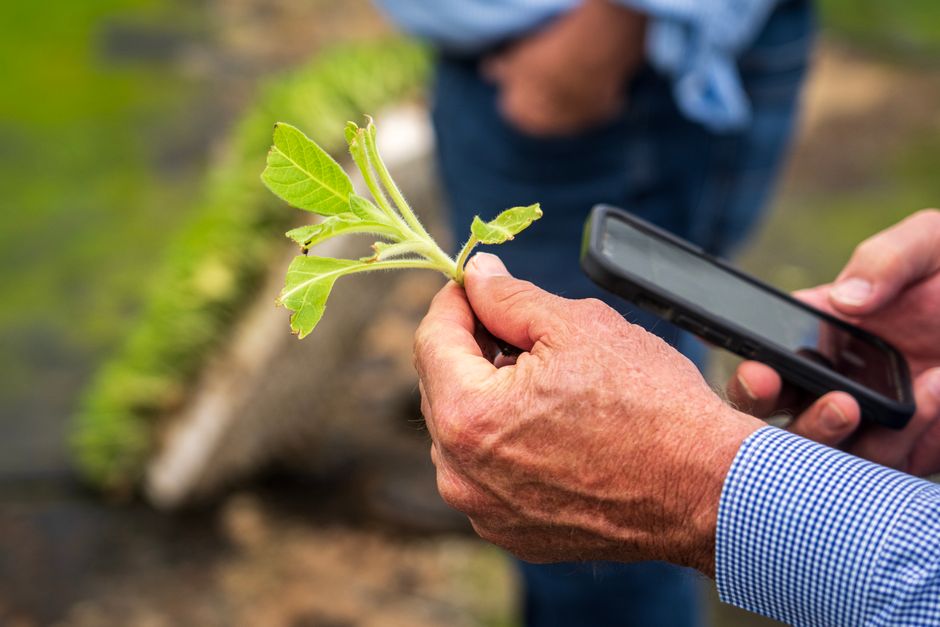 farmer photographing plant leaf with phone