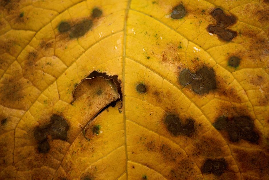 close up leaf disease spots