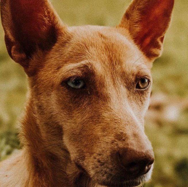 two dogs different breeds photograph